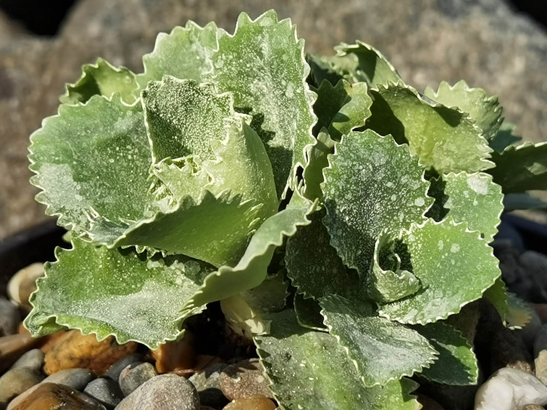 Primula marginata 'Elisabeth Fry'